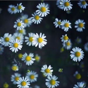 Meet your Posher, Paula